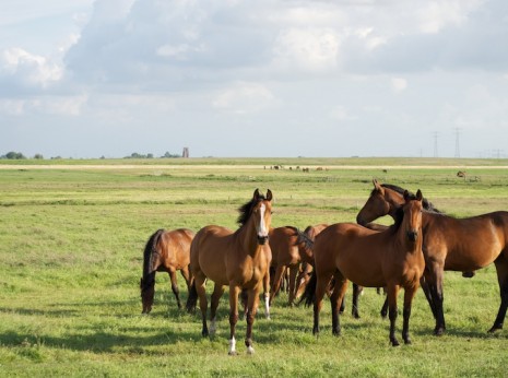 Horses