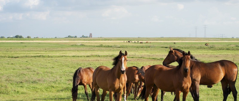 Horses