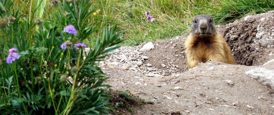 Marmotta
