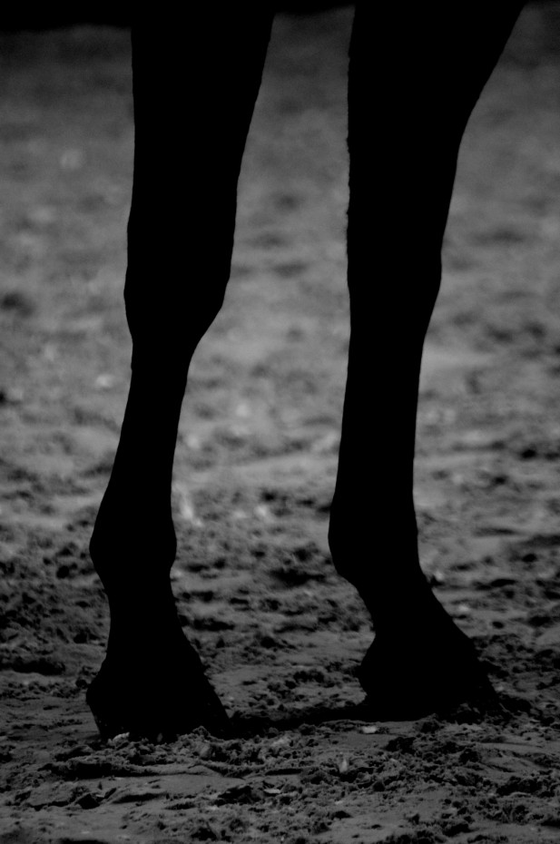 Shadows zampe del cavallo in controluce in bianco e nero