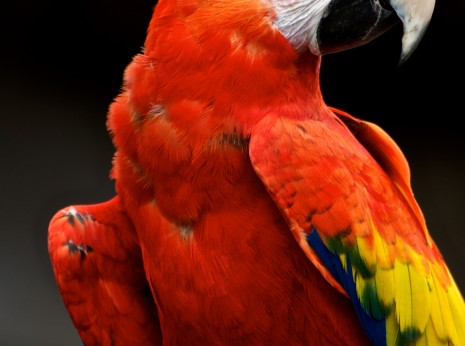 ara colorato