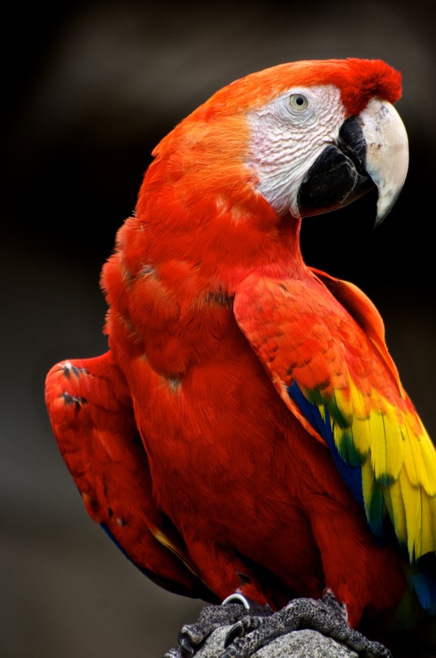 Red Parrot ara colorato