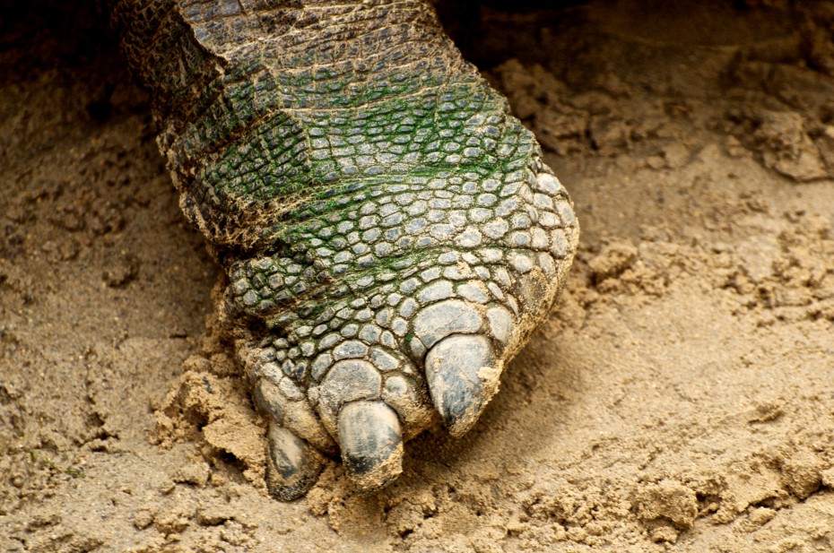 Details of a turtle Il dettaglio di una zampa di una tartaruga