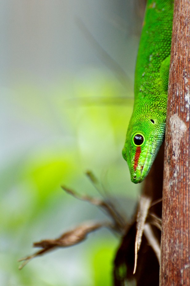 Lizard Una lucertola verde in verticale