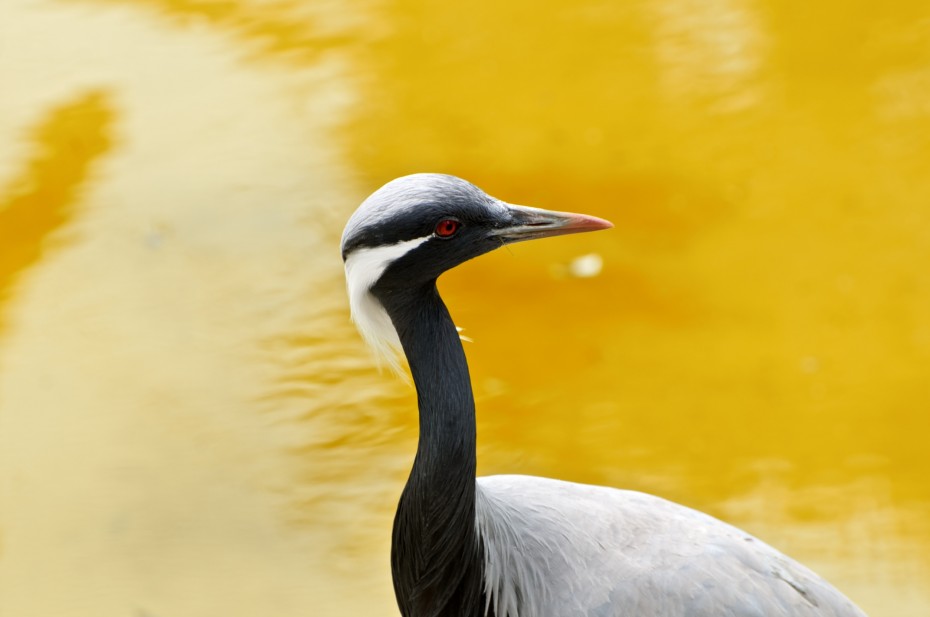 Bird uccello su sfondo giallo