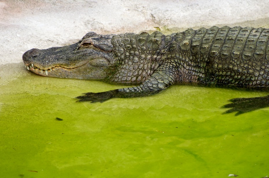 Alligator alligatore in piscina verde