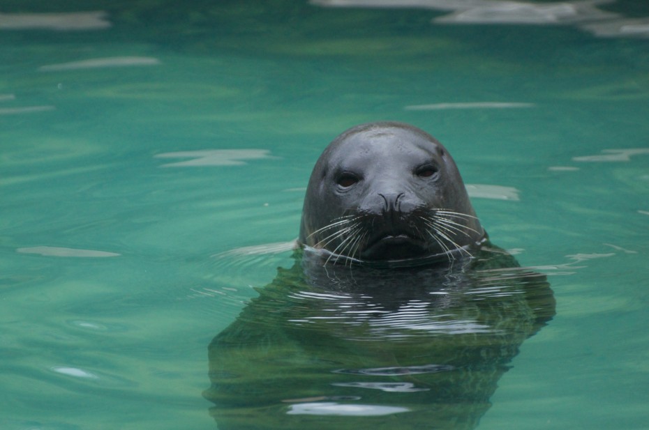 Navy Seal una simpatica foca