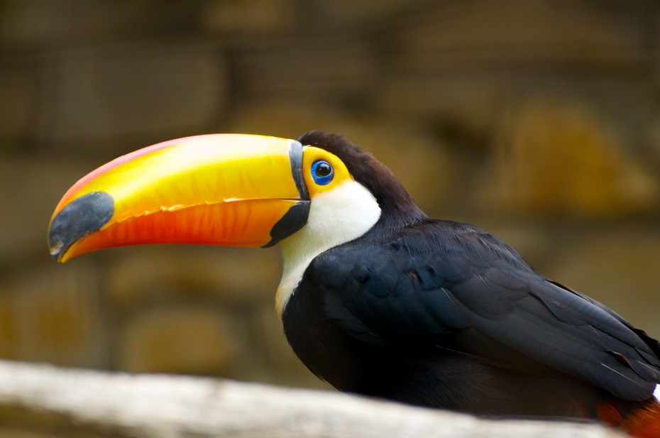 Tucano un tucano con occhio azzurro e becco arancione