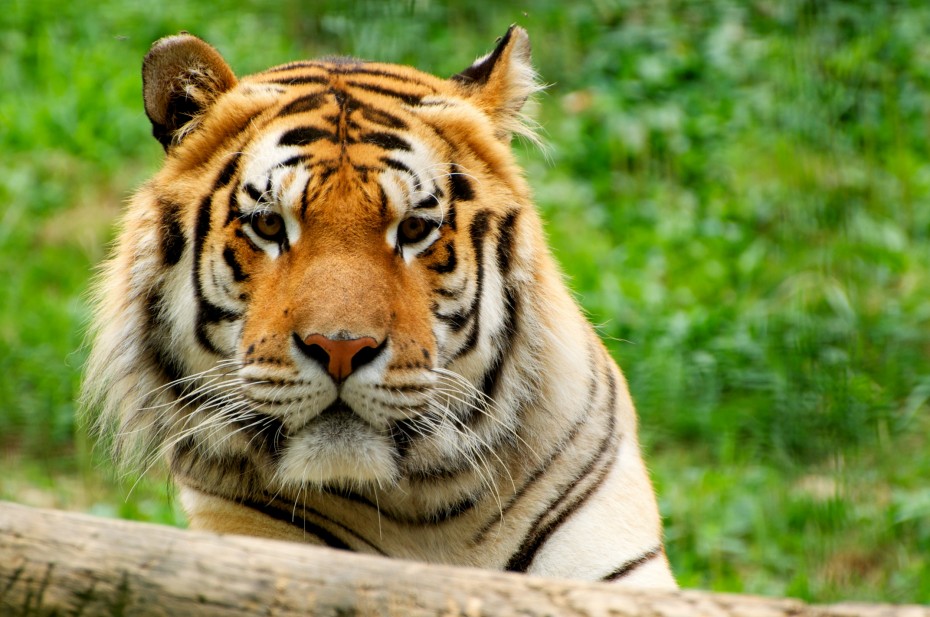 Tiger scatto frontale di una tigre arancione