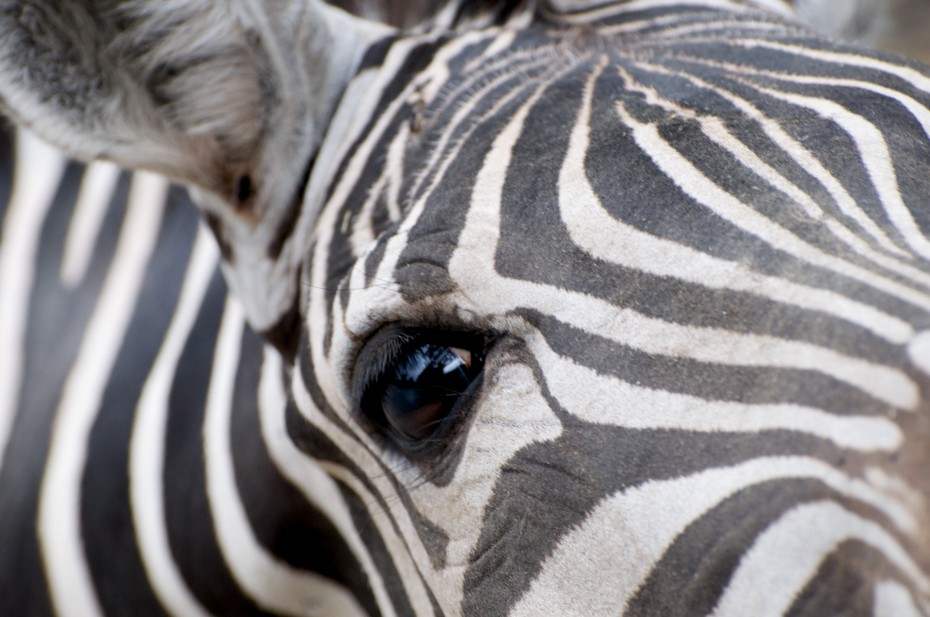 Zebra Dettaglio sull
