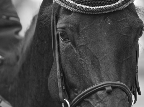 I am fast Dettaglio muso cavallo nero in bianco e nero