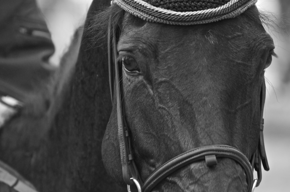 I am fast Dettaglio muso cavallo nero in bianco e nero