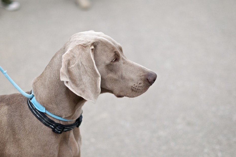 Elegant Dog Cane grigio con collare azzurro
