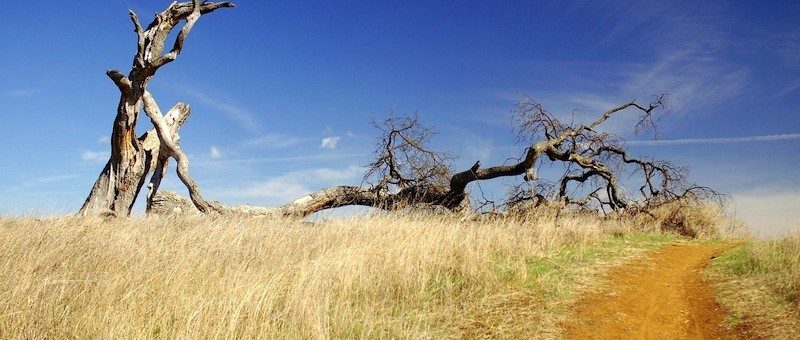 Dead Tree - Photo by f_lopiano - http://flic.kr/p/3x9syK Dead Tree - Photo by f_lopiano - http://flic.kr/p/3x9syK