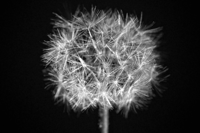 pierotaglia macro