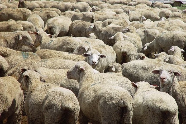 Sheep